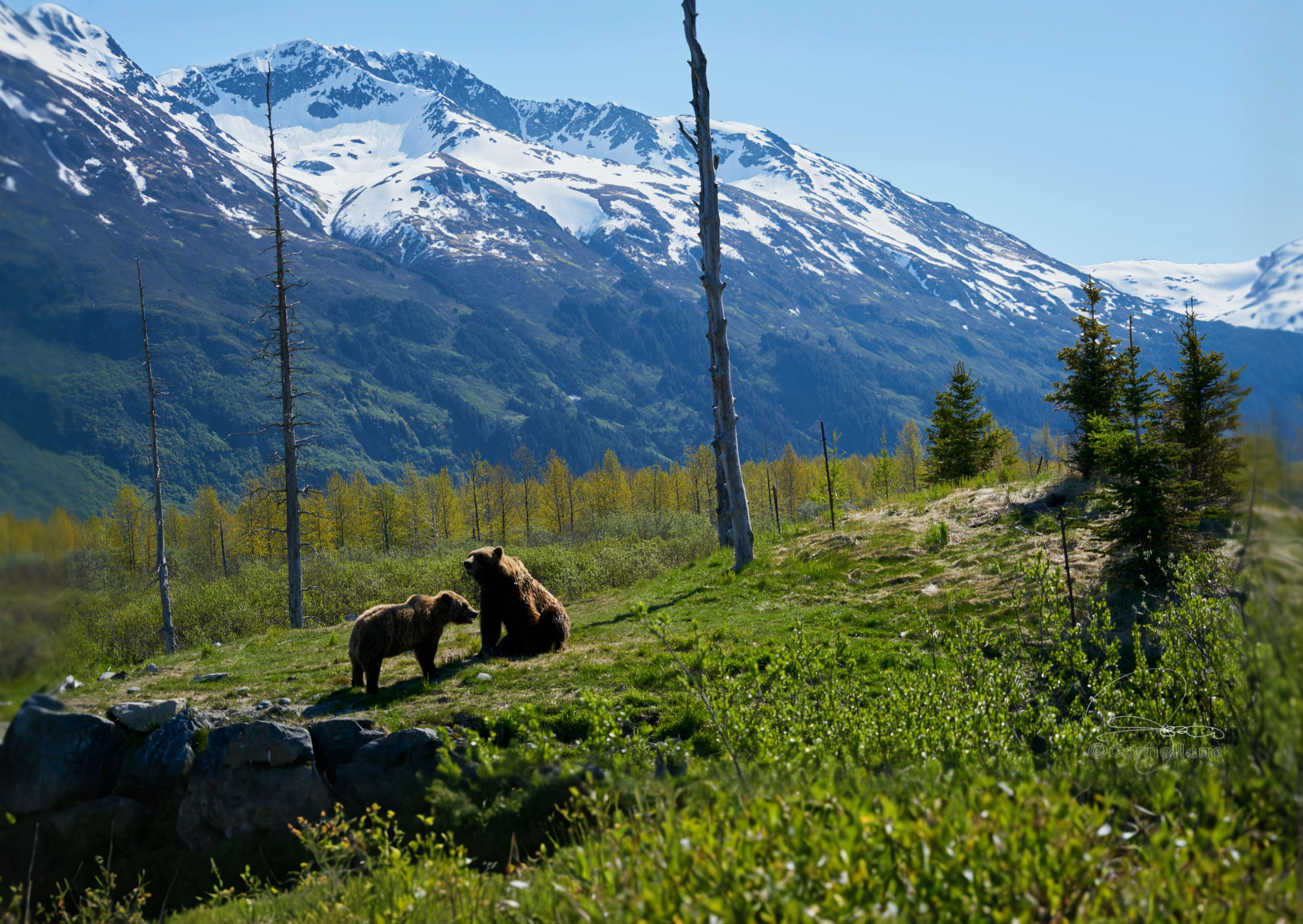 Alaska & Canadian Rockies 3